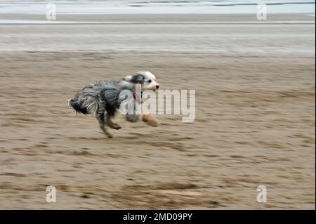 Weston Super Mare, Großbritannien. 22. Januar 2023. An einem kalten und trockenen Nachmittag wird ein einsamer Hund am Strand im Weston Super Mare North Somerset gesehen. Bildgutschrift Robert Timoney/Alamy Live News Stockfoto