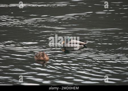 Mallard-Ente-Paar, das im See schwimmt Stockfoto