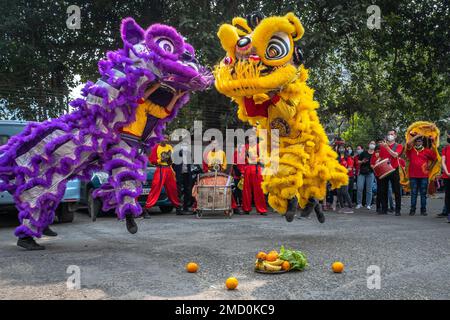 22. Januar 2023, Kalkutta, Westbengalen, Indien: Die chinesische Gemeinde in Kalkutta feiert das chinesische Neujahr. Die Menschen der chinesischen Gemeinschaft, die in Kalkutta leben, bereiten sich darauf vor, ihr neues Jahr einzuläuten, das ab heute, also ab dem 22. Januar, begonnen hat. Sie markiert den Beginn des Frühlings und den Beginn eines neuen Jahres, laut dem chinesischen Mondkalender. Chinesische Künstler führen Drachentanz auf, um das chinesische Neujahr in Kalkutta zu feiern. (Kreditbild: © Saurabh Sirohiya/ZUMA Press Wire) NUR REDAKTIONELLE VERWENDUNG! Nicht für den kommerziellen GEBRAUCH! Stockfoto