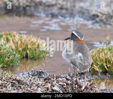 Ein fast bedrohter, diademierter Sandpfeifer oder diademierter Taucher (Phegornis mitchellii) in einem Moor auf etwa 5.000m m Höhe in den Anden über San Mateo. Sa Stockfoto