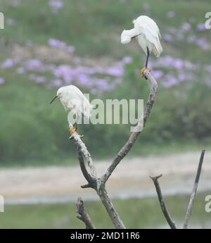 Zwei verschneite Reiher (Egretta thula) auf einem Baumstumpf in einem flachen Becken. Sie zeigen die eleganten Flöße, nach denen sie im 20. Centu gejagt wurden Stockfoto