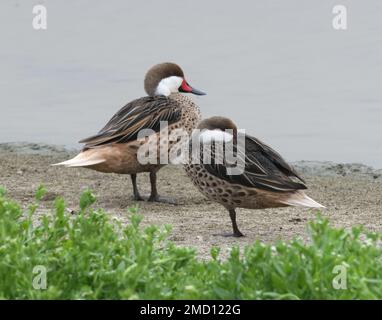 Ein Paar Weißschwanz (Anas bahamensis) ruht neben einem Pool. Pantanos de Villa Wildlife Refuge, Chorrillos, Lima, Peru Stockfoto