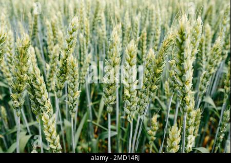 Auf dem ukrainischen Agro-Kulturfeld mit Weizen ist der Weizen noch unreifer grüner Weizen. Stockfoto