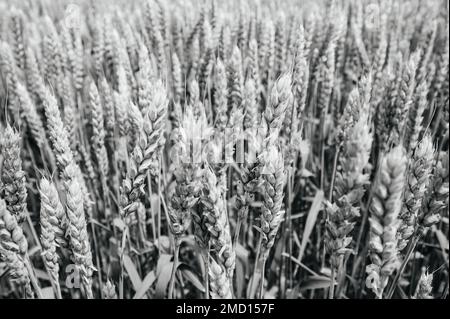 Auf dem ukrainischen Agro-Kulturfeld mit Weizen ist der Weizen noch unreifer grüner Weizen. Stockfoto