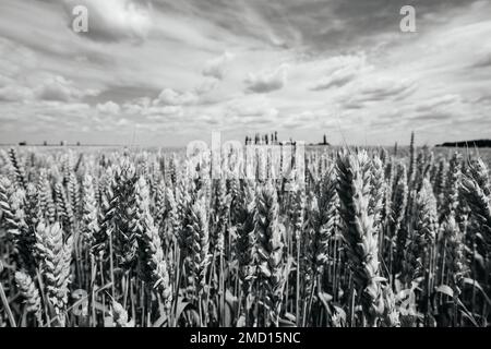 Auf dem ukrainischen Agro-Kulturfeld mit Weizen ist der Weizen noch unreifer grüner Weizen. Stockfoto