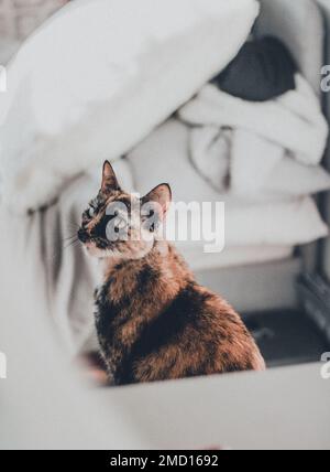 Eine traurige Katze aus Tortoiseshell, die zu Hause sitzt, mit unscharfem Hintergrund, unscharfem Hintergrund Stockfoto