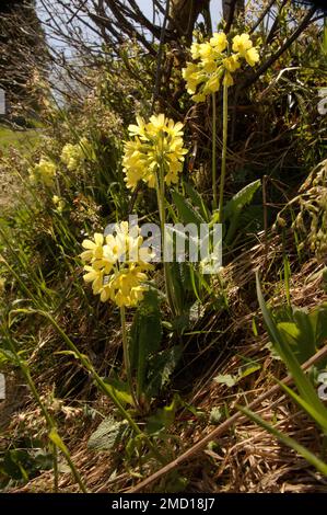 Falsche Oxlips (Primula veris x vulgaris) in englischer Hecke Stockfoto