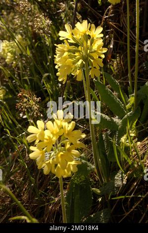 Falsche Oxlips (Primula veris x vulgaris) in englischer Hecke Stockfoto