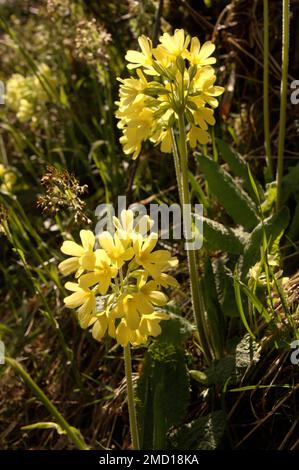 Falsche Oxlips (Primula veris x vulgaris) in englischer Hecke Stockfoto