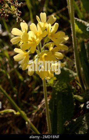 Falsche Oxlips (Primula veris x vulgaris) in englischer Hecke Stockfoto