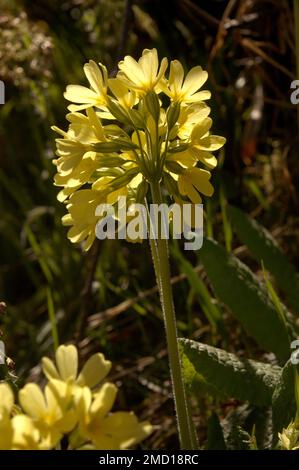 Falsche Oxlips (Primula veris x vulgaris) in englischer Hecke Stockfoto