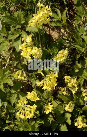 Falsche Oxlips (Primula veris x vulgaris) in englischer Hecke Stockfoto