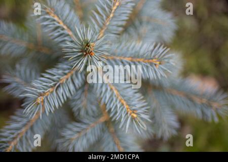 Unschärfe-Effekt: Kleiner silberner Tannenbaum, von oben gesehen, weicher Fokus, Nahaufnahme Stockfoto