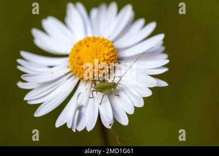 Marco schoss, für ein durchschnittliches menschliches Auge nicht sichtbar, von einem sehr winzigen Baby-Grashüpfer auf eine kleine Gänseblümchen auf dem Garten. Stockfoto