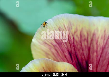 Eine kleine Spinne auf dem Blütenblatt einer Schwulenblume. Stockfoto