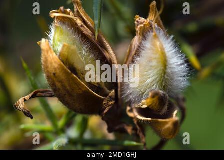 Nahaufnahme der Knospen, bevor sie sich zu ihren bunten, leuchtend gelben Blumen öffnen. Stockfoto