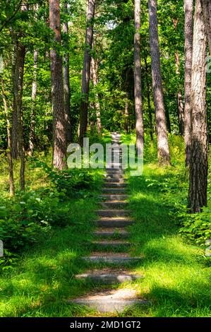 Landschaft mit Betontreppen auf dem Waldhang. Landschaftsperspektive auf die Steintreppen im Wald, umgeben von hohen Kiefern Stockfoto