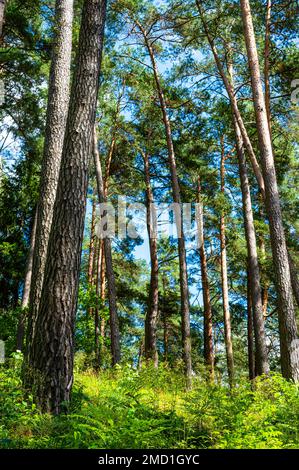 Landschaft mit hohen Pinienwäldern, die am Hang im Asveja Regional Park wachsen. Blick auf den beeindruckenden Nadelwald aus dem niedrigen Blickwinkel. Niedrig l Stockfoto