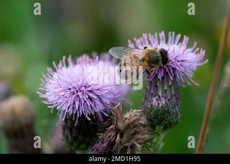 Bienen sammeln Pollen von einer Distelblume. Stockfoto