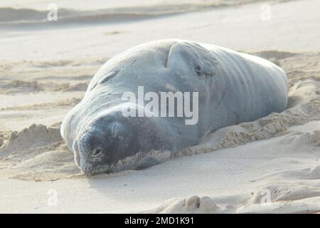 Vom Aussterben bedrohte hawaiianische Mönchsrobbe mit silbergrauem Fell, entspannend und zum Schlafen am Strand auf Oahu Island. Schließen Stockfoto