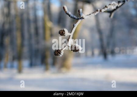 Zapfen der schwarzen Erle (Alnus glutinosa) oder weibliche Katzen, die im Winter mit Frost bedeckt sind Stockfoto