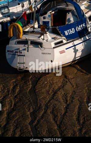 Schlammstöcke - zumindest ein wenig - zu wilden Hafern, die in fruchtbaren Böden gepflanzt sind: Reicher, glutartiger, dunkelbrauner Schlamm, der bei Ebbe am späten Maiabend am Strand Quay am Fluss Tillingham in Rye, East Sussex, England, Großbritannien, ausgesetzt war. Das Tillingham fließt in den Fluss Rother, Ryes wichtigstes Outlet zum Ärmelkanal. Stockfoto