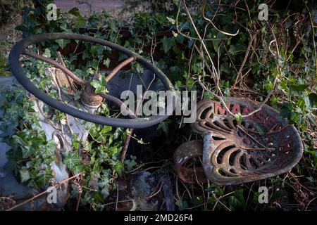 Fahrerhaus Detail, verlassener Massey Harris Traktor mit Vegetation, Peckforton, Cheshire, England, Großbritannien Stockfoto