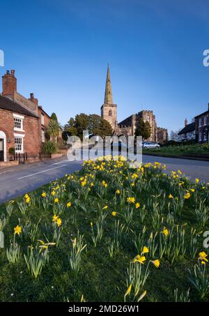 Narzissen auf dem Village Green in Astbury im Frühling, Astbury, Cheshire, England, Großbritannien Stockfoto