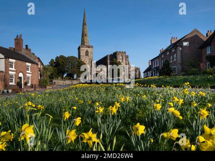 Narzissen auf dem Village Green in Astbury im Frühling, Astbury, Cheshire, England, Großbritannien Stockfoto