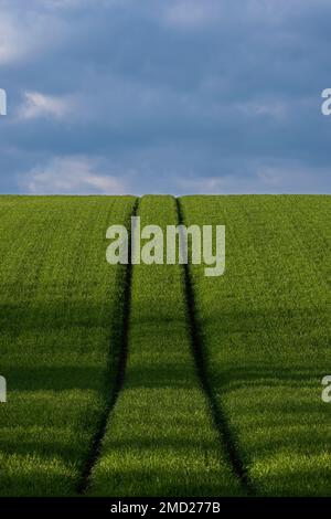 Parallel Line Tractor Tracks Bergsteigen auf einem Feld voller Feldfrüchte in der Nähe von Whitegate, Cheshire, England, Großbritannien Stockfoto