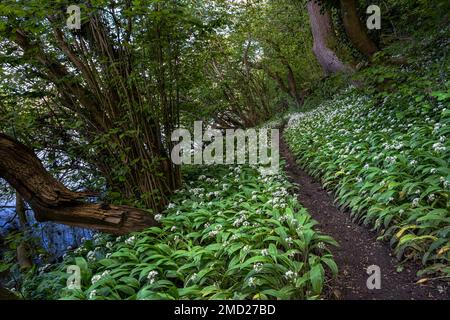 Wild Knoblauch oder Ramsons (Allium ursinum) neben dem River Weaver im Frühjahr, in der Nähe von Kingsley, Cheshire, England, Großbritannien Stockfoto