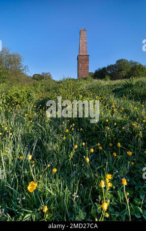 Wildblumen rund um Old Bickerton Coppermine Chimney im Sommer, Gallantry Bank, Bickerton, Cheshire, England, UK Stockfoto