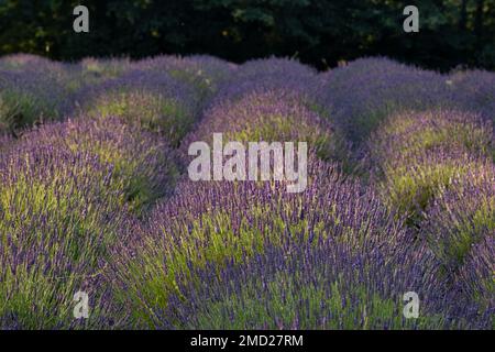 Lavendelfeld im Sommer, in der Nähe von Swettenham, Cheshire, England, Großbritannien Stockfoto