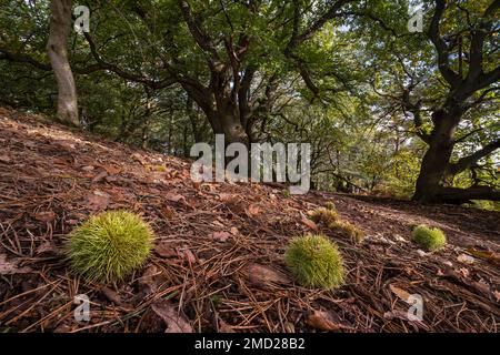 Veteran Sweet Chestnut Trees (Castanea Sativa) , Bulkeley Hill Woods, Peckforton Hills, Cheshire, England, UK Stockfoto