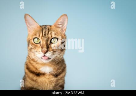 Die Katze zeigt die Zunge, ärgert. Lustige rote Katze auf blauem Hintergrund. Stockfoto