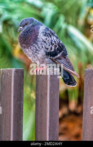 Nahaufnahme einer Taube (Columba Livia) auf einem Zaun Stockfoto