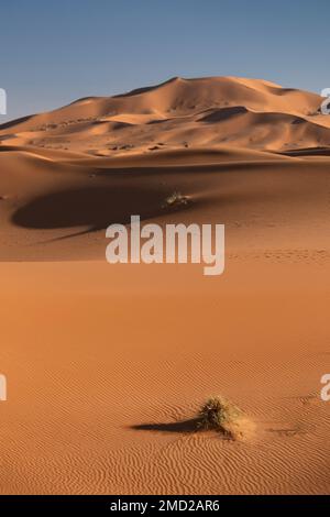 Die Sanddünen von Erg Chebbi, Sahara, Marokko, Nordafrika Stockfoto