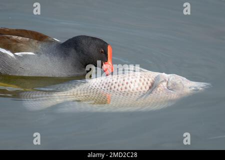 Eine gewöhnliche Gallinule frisst eine tote Tilapia, die im Lake Apopka in der Nähe von Winter Garden, Florida, schwebte. Stockfoto