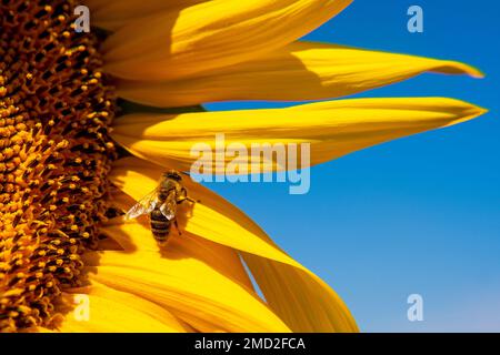 Biene auf Sonnenblumen in der Sommersonne Stockfoto