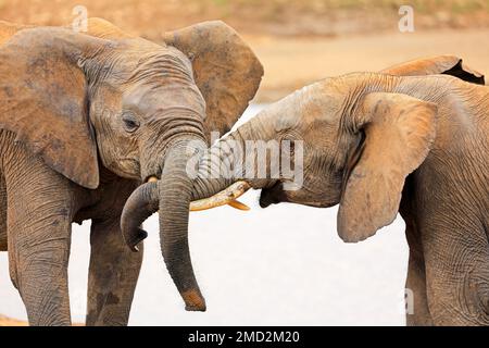 Interaktion zwischen zwei afrikanischen Elefanten (Loxodonta africana), Addo Elephant National Park, Südafrika Stockfoto