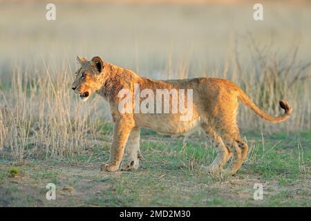 Alarmieren Sie das afrikanische Löwenjunge (Panthera leo), die Kalahari-Wüste, Südafrika Stockfoto