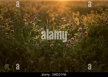 Taue Kleeblumen werden bei Sonnenaufgang von der Sonne erleuchtet, Moskau, Russland Stockfoto