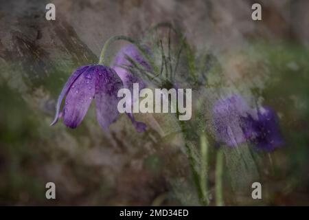 Eine mehrfach belichtete Aufnahme von blühendem Pasqueflower im Morgengrauen, Voronesch-Region, Russland Stockfoto