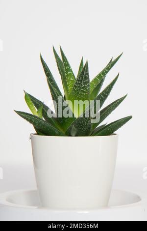 Seitenansicht eines wunderschönen Kaktus mit weißem Hintergrund. Innenraum Stockfoto