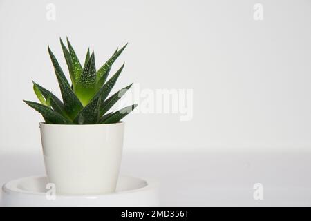 Seitenansicht eines wunderschönen Kaktus mit weißem Hintergrund. Innenraum Stockfoto