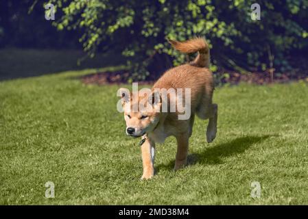 Shiba inu 3 Monate altes Hündchen läuft am sonnigen Sommertag auf dem Gras Stockfoto