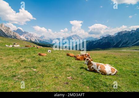 Typische alpenlandschaft mit Kühen, die auf riesigen grünen Wiesen weiden, und ein schöner sonniger Tag mit blauem Himmel und Bergen im Hintergrund. Alpenkühe. Stockfoto