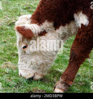 Porträt einer rotweißen Hereford-Kuh, die grast. Standort: Hardenberg, Niederlande Stockfoto