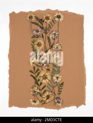 Oshibana Florie botanisch gepresste Blumenkunst. Zusammensetzung trockener Pflanzen. Rahmen für getrocknete Wildblumen auf beigefarbenem Hintergrund. Stockfoto