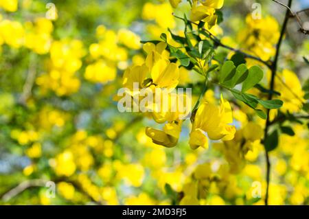 Wunderschöne gelbe Sträucher, Colutea arborescens oder Blase-senna, mediterrane Pflanze, gefunden in Kroatien, Istrien Stockfoto